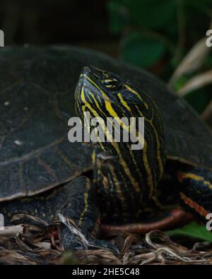 Un ritratto frontale in primo piano di una tartaruga dipinta in Occidente con il suo volto e la sua testa. Foto Stock