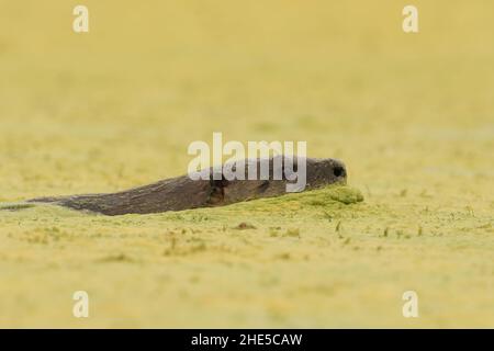 Una vista laterale di un fiume Otter (Lontra canadensis) che nuota e che scorre attraverso le alghe verdi e l'acqua su uno stagno o lago. Foto Stock