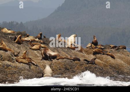Un gruppo di leoni del Mare di Steller (Eumetopias jubatus) seduti su una piccola isola rocciosa al largo dell'Isola di Vancouver nella Riserva del Parco Nazionale del Pacifico Foto Stock