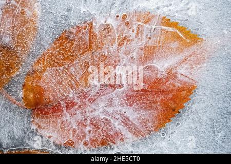 Primo piano di una foglia di betulla congelata Foto Stock