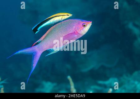 Questa è la fase terminale maschile della regina viola anthias, Pseudanthias pascalus, che a volte sono chiamati Ametista anthias, Yap, federato Foto Stock