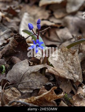 I primi fiori primaverili della Scilla bifolia, lo squill alpino o lo squill a due foglie nella foresta Foto Stock