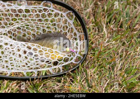 Pesce d'allevamento in rete Foto Stock