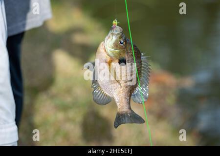 Pesce d'orata catturato su gancio e lenza da pesca Foto Stock