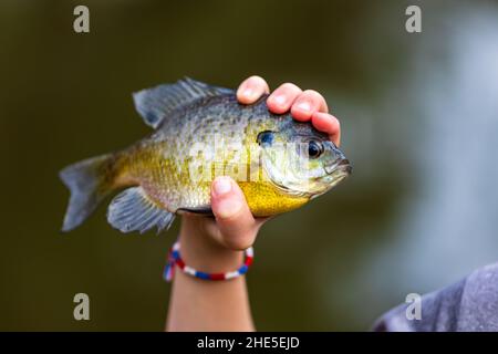 La mano del pescatore che tiene il pesce dell'orata Foto Stock