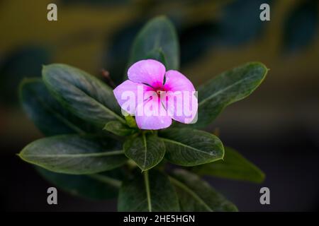 Immagine del Madagascar Periwinkle fiore astratto foto Foto Stock