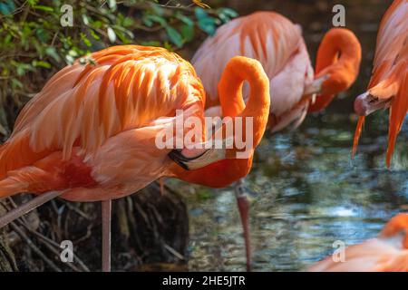 Preening Caribbean Flamingos (Phoenicopterus ruber ruber) al Jacksonville Zoo and Gardens a Jacksonville, Florida. (USA) Foto Stock