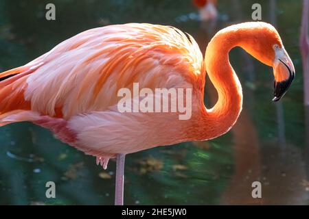 Splendido Flamingo Caraibico (Fenicottero ruber ruber) allo Zoo e Giardini di Jacksonville, Florida. (USA) Foto Stock