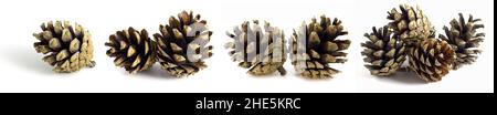 Coni di pino isolati su sfondo bianco, set di 4 foto. Foto Stock