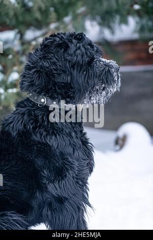 Bel cane nero Gigante Schnauzer su una passeggiata in inverno in tempo nevoso. Foto Stock