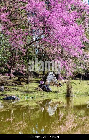 Fiore di ciliegi nel nord della Thailandia, il selvaggio Cherry Himalayan Sakura Thai in piena fioritura al vivaio di orchidee Thai nella provincia di Chiang mai, uomo e donna di coppia presso il lago Foto Stock