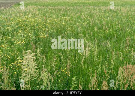 Prato fiorito in primavera con erba verde alta Foto Stock