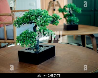 Bel bonsai verde in vaso cubo nero, botanico giapponese, in miniatura stile vegetale. Su un tavolo rotondo in legno nel soggiorno. Bonsai giapponese Foto Stock