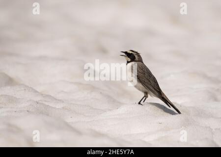 Splendida foto di uccelli. Larice cornuto (Eremophila alpestris). Un uccello di alta montagna che si alimenta sulla neve. Foto Stock