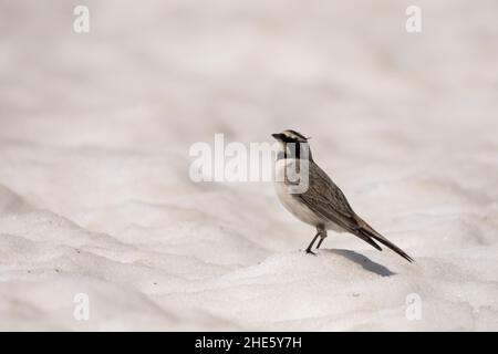 Splendida foto di uccelli. Larice cornuto (Eremophila alpestris). Un uccello di alta montagna che si alimenta sulla neve. Foto Stock