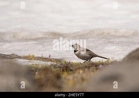 Splendida foto di uccelli. Larice cornuto (Eremophila alpestris). Un uccello di alta montagna che si alimenta sulla neve. Foto Stock