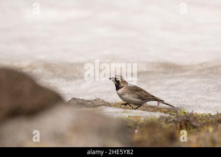 Splendida foto di uccelli. Larice cornuto (Eremophila alpestris). Un uccello di alta montagna che si alimenta sulla neve. Foto Stock