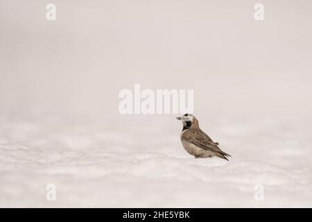 Splendida foto di uccelli. Larice cornuto (Eremophila alpestris). Un uccello di alta montagna che si alimenta sulla neve. Foto Stock