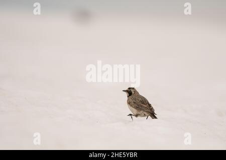 Splendida foto di uccelli. Larice cornuto (Eremophila alpestris). Un uccello di alta montagna che si alimenta sulla neve. Foto Stock