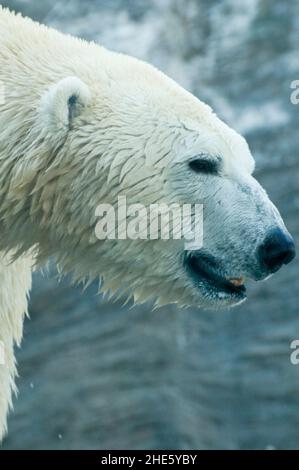 Orso polare Foto Stock