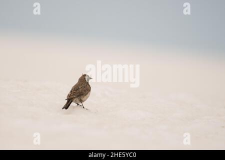 Splendida foto di uccelli. Larice cornuto (Eremophila alpestris). Un uccello di alta montagna che si alimenta sulla neve. Foto Stock