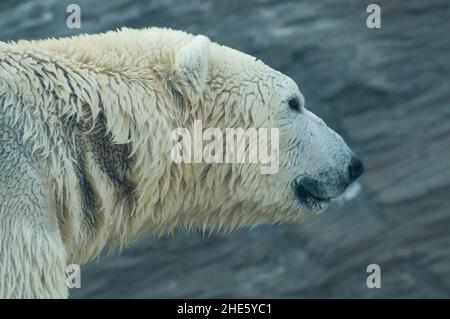 Orso polare Foto Stock