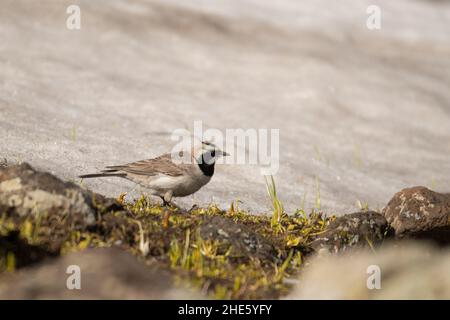 Splendida foto di uccelli. Larice cornuto (Eremophila alpestris). Un uccello di alta montagna che si alimenta sulla neve. Foto Stock