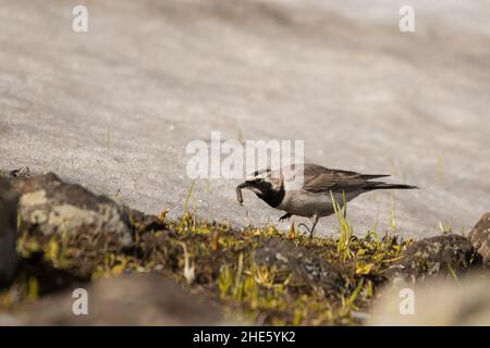 Splendida foto di uccelli. Larice cornuto (Eremophila alpestris). Un uccello di alta montagna che si alimenta sulla neve. Foto Stock