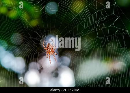 Macro di un ragno giardino nel suo ragnatela Foto Stock