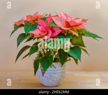 Poinsettia in vaso (Euphorbia pulcherrima) fiore Foto Stock