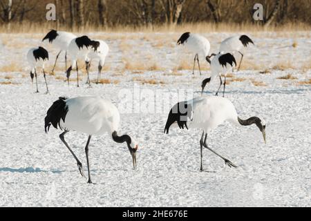 Uccelli da gru a corona rossa (Tanchou) in un sito di allevamento a Hokkaido, Giappone. Foto Stock