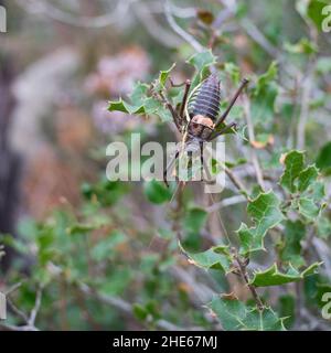 Cricket di cespuglio sella-back su un closeup pianta ephippiger maschio ephippiger Foto Stock