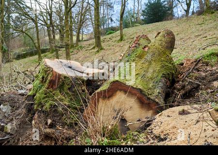 Un albero che è stato segato e abbattuto in un campo con altri alberi sullo sfondo Foto Stock