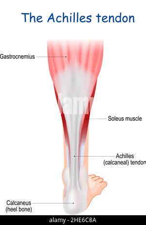 Il tendine di Achille serve ad attaccare i muscoli plantari, gastrocnemio (vitello) soleus all'osso del calcagno Illustrazione Vettoriale