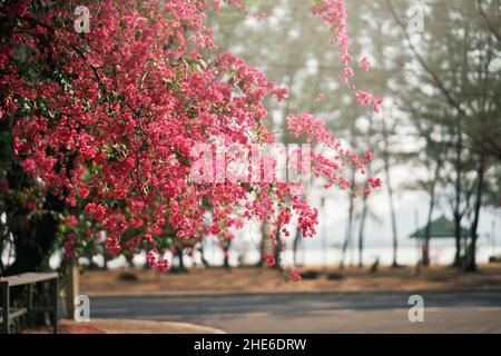 Splendidi alberi fioriti nel parco durante l'alba Phuket, Thailandia. Fiori rosa in fiore in primavera. Stagione Sakura. Natura e aria. Foto Stock