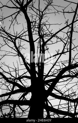 Silhouette di un albero senza foglie su una collina circondata da montagne. Foto Stock