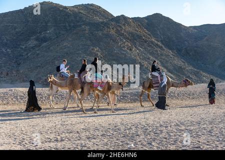 La gente guida cammelli nel deserto del Sahara Foto Stock