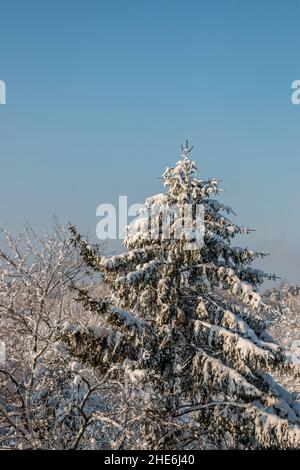 Rami di albero ricoperti di neve pesante. Splendidi alberi innevati in montagna. Spesso strato di neve copre i rami di albero nella foresta in Bulgaria. Foto Stock