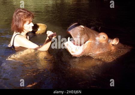 JESS L'IPPOPOTAMO L'UNICO AL MONDO TAME HIPPO CHE È STATO SOLLEVATO DA TONY ED ELSA JOUBERT DOPO CHE È STATA TROVATA ABBANDONATA SUL BORDO DEI FIUMI A CAUSA DELLE INONDAZIONI. SUDAFRICA. L'IMMAGINE MOSTRA ELSA CHE ALIMENTA JESS MENTRE ENTRAMBI PRENDONO UN DIP. FOTO: GARY ROBERTS Foto Stock