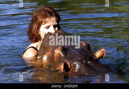 JESS L'IPPOPOTAMO L'UNICO AL MONDO TAME HIPPO CHE È STATO SOLLEVATO DA TONY ED ELSA JOUBERT DOPO CHE È STATA TROVATA ABBANDONATA SUL BORDO DEI FIUMI A CAUSA DELLE INONDAZIONI. SUDAFRICA. L'IMMAGINE MOSTRA JESS NUZZLING ELSA MENTRE ENTRAMBI PRENDONO UN DIP. FOTO: GARY ROBERTS Foto Stock