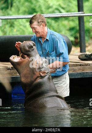 JESS L'IPPOPOTAMO L'UNICO AL MONDO TAME HIPPO CHE È STATO SOLLEVATO DA TONY ED ELSA JOUBERT DOPO CHE È STATA TROVATA ABBANDONATA SUL BORDO DEI FIUMI A CAUSA DELLE INONDAZIONI. SUDAFRICA. L'IMMAGINE MOSTRA JESS CHE GIOCA CON TONY DURANTE LA SUA NUOTATA MATTUTINA. FOTO: GARY ROBERTS Foto Stock