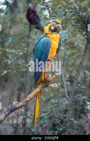 Primo piano di un bellissimo macaw colorato appollaiato su un albero di ramoscello nella foresta Foto Stock