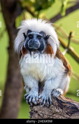 Tamarina in cotone per adulti, Saguinus oedipus, seduta su un ceppo di albero. Questa scimmia del nuovo mondo è endemica della Colombia nord-occidentale ed è criticamente enda Foto Stock