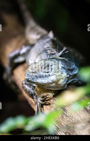 Utila iguana a coda di rondine, Ctenosaura bakeri, su ramo d'albero, profondità di campo poco profonda con fuoco sull'occhio. Questa specie si trova solo su Utila, AN Foto Stock