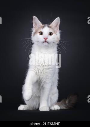 Curioso gatto turco di razza rara gattino seduto di fronte. Una zampa giocosa sollevata. Guardando verso la fotocamera. Isolato su un solido backgroun nero Foto Stock