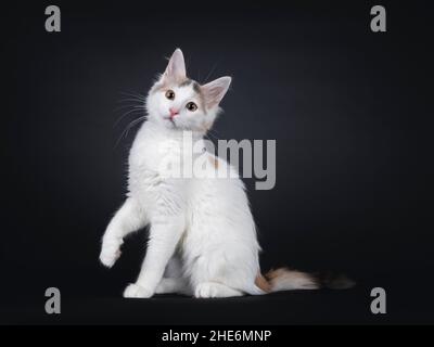 Curioso raro razza turca Van gatto gattino seduto in senso laterale. Una zampa giocosa sollevata. Guardando verso la fotocamera. Isolato su uno sfondo nero pieno. Foto Stock