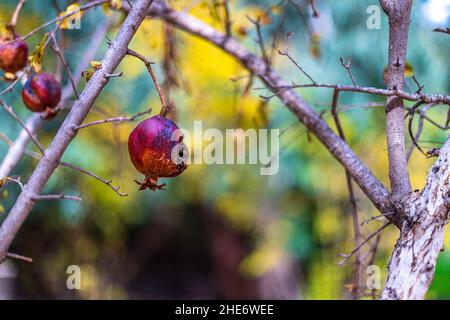 Frutti di melograno secchi e troppo maturi con semi closeup. Messa a fuoco selettiva. Foto Stock