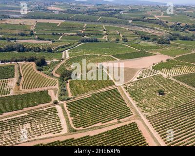 Vista aerea delle piantagioni di vigneti Foto Stock