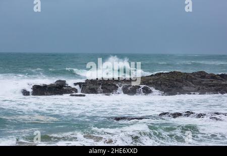 Godrevy, Cornovaglia, 9th gennaio 2022, gente fuori per una passeggiata mattutina in una giornata grigia, umida e triste a Godrevy, Cornovaglia. Sorprendentemente, alcune persone passeggiavano lungo le scogliere per guardare le foche e il faro di Godrevy anche se la temperatura era di 9C, ma con il fattore windchill sembrava molto più freddo.Credit: Keith Larby/Alamy Live News Foto Stock