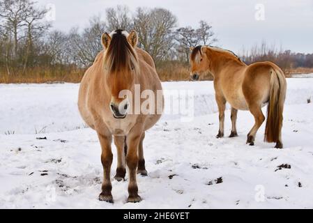 Fjord cavalli in piedi nella neve Foto Stock